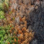 Building a circular bioeconomy to tackle the growing threat of forest fires
